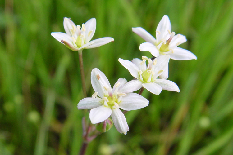 Imagem de Muilla maritima (Torr.) S. Watson ex Benth.