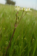 Imagem de Muilla maritima (Torr.) S. Watson ex Benth.