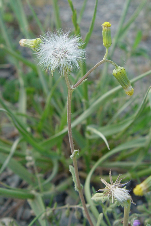 Image of groundsel