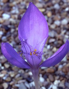 Image of Byzantine crocus