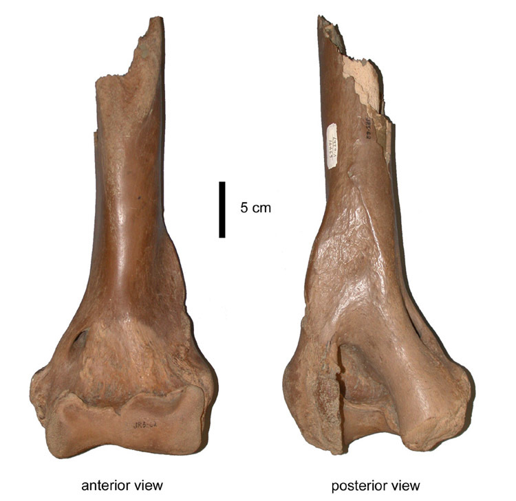 Image of Arctodus Leidy 1854