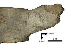 Слика од Hydrodamalis gigas (Zimmermann 1780)