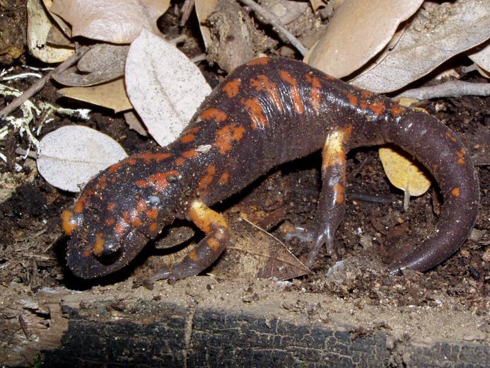 Image of Common Ensatina