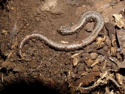 Image of Sequoia Slender Salamander