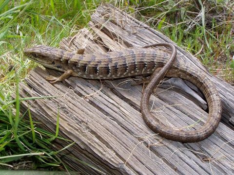 Image of Southern Alligator Lizard