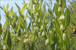 Слика од Polygonatum odoratum (Mill.) Druce