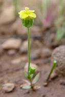 Image of Oregon Timwort