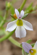 Image of Toothed Calico-Flower