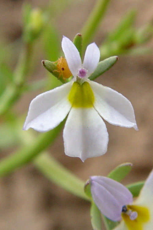 Image of Toothed Calico-Flower
