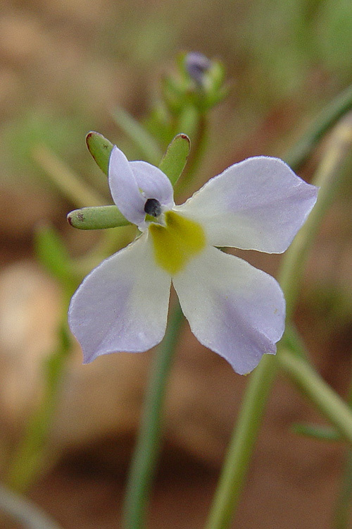 Image of Toothed Calico-Flower