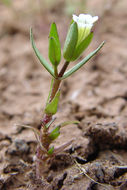 Image de Gratiola ebracteata Benth. ex A. DC.