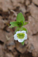 Image de Gratiola ebracteata Benth. ex A. DC.