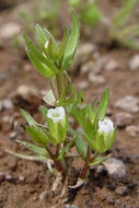 Image de Gratiola ebracteata Benth. ex A. DC.