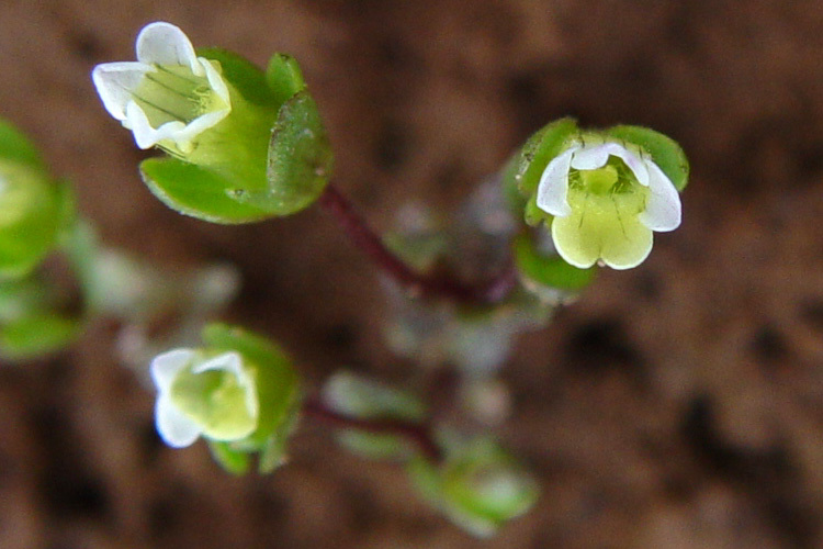 Image de Gratiola heterosepala Mason & Bacigal.