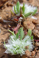 Image of Ahart's nailwort