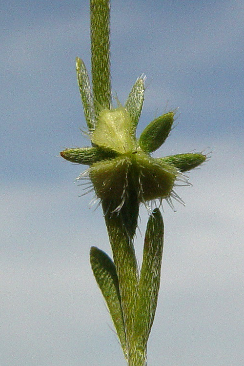 Plancia ëd Pectocarya pusilla (A. DC.) A. Gray