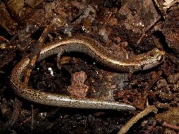 Image of Gregarious Slender Salamander