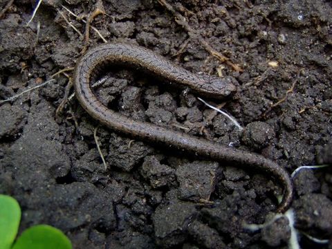 Image of Gabilan Mountains Slender Salamander