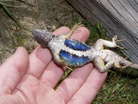 Image of Western Fence Lizard