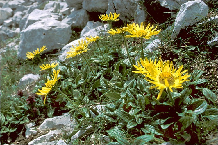 Image de Doronicum glaciale (Wulfen) Nym.