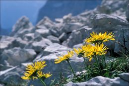 Image de Doronicum glaciale (Wulfen) Nym.