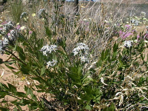 Image of woolly bluestar