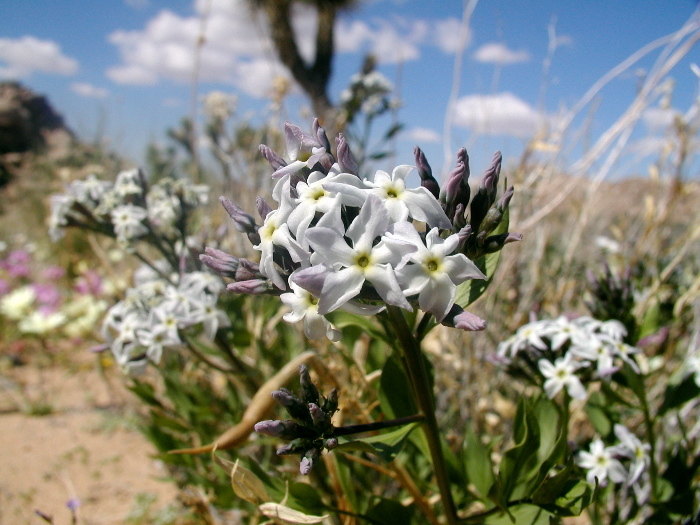 Imagem de Amsonia tomentosa Torr. & Frem.