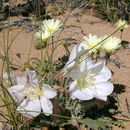 Imagem de Oenothera deltoides subsp. cognata (Jepson) W. Klein