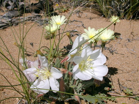 Image of birdcage evening primrose