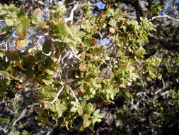 Image of Muller Oak