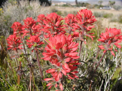 Image of <i>Castilleja applegatei</i> ssp. <i>martinii</i>