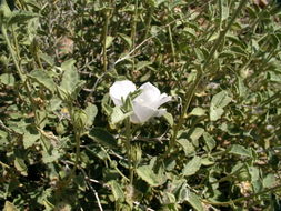 Imagem de Hibiscus denudatus Benth.