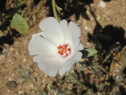 Imagem de Hibiscus denudatus Benth.