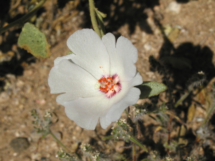 Imagem de Hibiscus denudatus Benth.