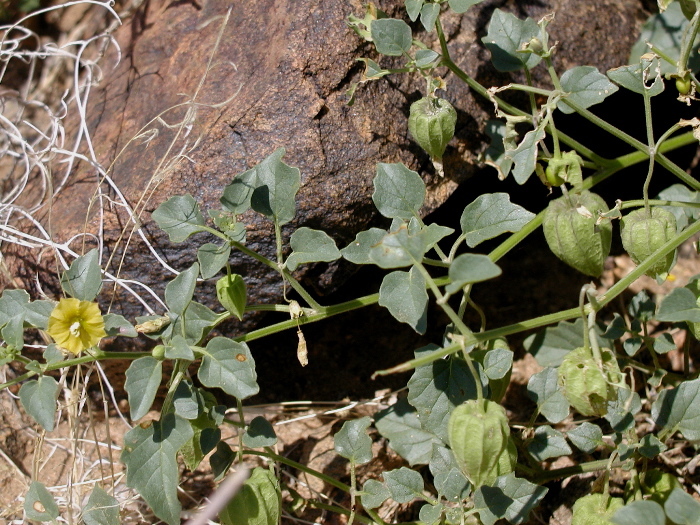 Image of yellow nightshade groundcherry