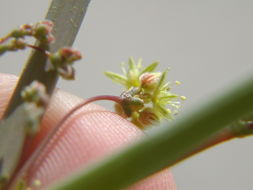 Image of desert trumpet