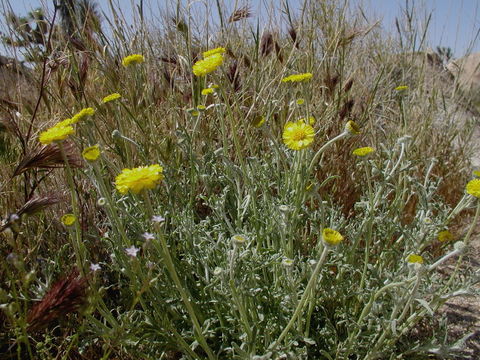 Image of woolly desert marigold