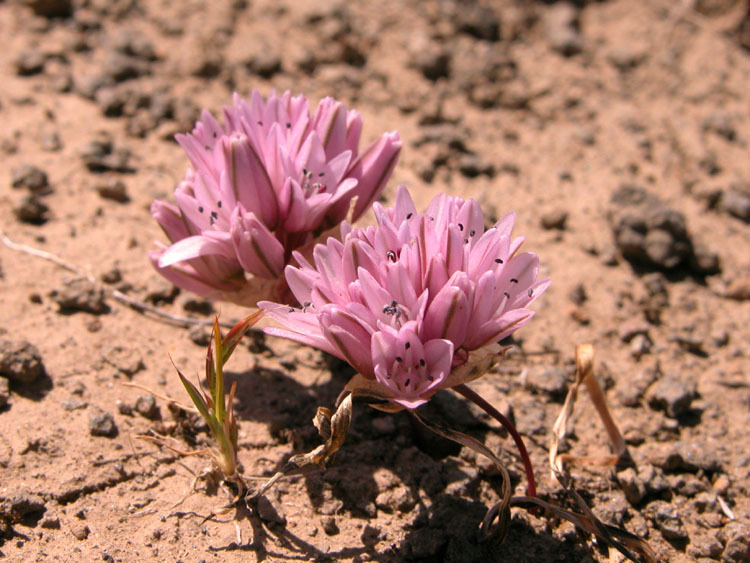 Image de Allium parvum Kellogg