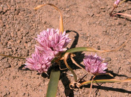 Image de Allium parvum Kellogg