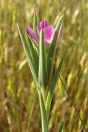 Clarkia purpurea subsp. quadrivulnera (Dougl.) Lewis & Lewis的圖片