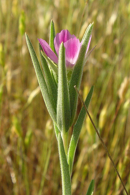 Plancia ëd Clarkia purpurea subsp. quadrivulnera (Dougl.) Lewis & Lewis