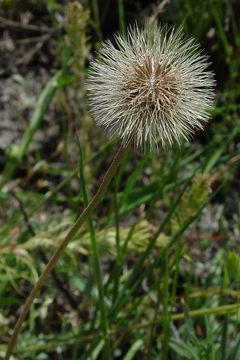 Imagem de Microseris douglasii subsp. tenella (A. Gray) Chambers