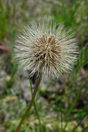 Imagem de Microseris douglasii subsp. tenella (A. Gray) Chambers