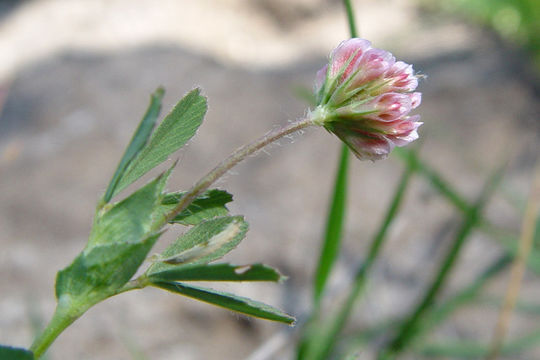 Image of Trifolium bifidum var. decipiens Greene