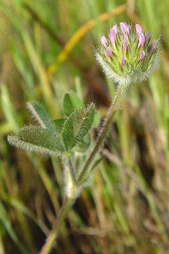 Imagem de Trifolium microcephalum Pursh