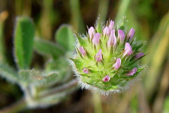 Trifolium microcephalum Pursh resmi