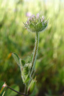 Imagem de Trifolium microcephalum Pursh