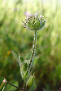 Trifolium microcephalum Pursh resmi