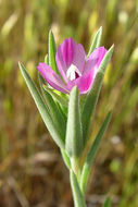 Image of winecup clarkia