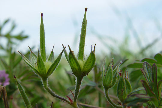 Plancia ëd Geranium dissectum L.